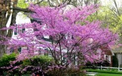 Eastern Redbud - 5 Gallon Pot 13 Eastern Redbud - 5 Gallon Pot -Garden Plants Shop redbud Eastern Tree In Bloom 1