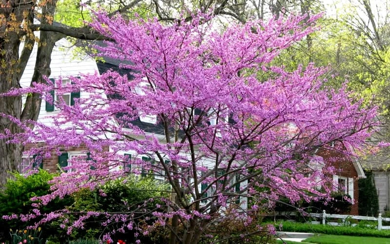 Eastern Redbud - 5 Gallon Pot 8 Eastern Redbud - 5 Gallon Pot - Image 6
