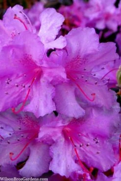 Abbey's Re-View Evergreen Native Azalea - 3 Gallon Pot -Garden Plants Shop rhododendron abbeys review evergreen native azalea 3