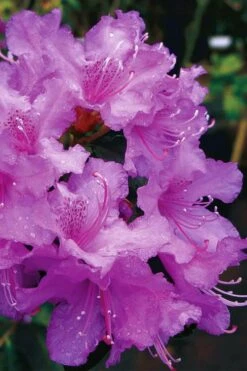 Abbey's Re-View Evergreen Native Azalea - 3 Gallon Pot -Garden Plants Shop rhododendron abbeys review evergreen native azalea 6