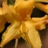 Appalachian Gold Aromi Azalea (Rhododendron Hybrid) - 3 Gallon Pot -Garden Plants Shop rhododendron appalachian gold azalea 100