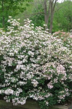 Coastal Azalea (Rhododendron Atlanticum) - 1 Gallon Pot 12 Coastal Azalea (Rhododendron Atlanticum) - 1 Gallon Pot -Garden Plants Shop rhododendron atlanticum coastal azalea 1