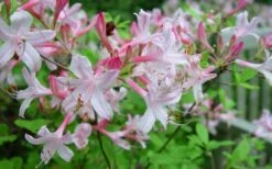 Coastal Azalea (Rhododendron Atlanticum) - 1 Gallon Pot 15 Coastal Azalea (Rhododendron Atlanticum) - 1 Gallon Pot -Garden Plants Shop rhododendron atlanticum coastal azalea 7