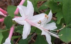 Coastal Azalea (Rhododendron Atlanticum) - 1 Gallon Pot 13 Coastal Azalea (Rhododendron Atlanticum) - 1 Gallon Pot -Garden Plants Shop rhododendron atlanticum coastal azalea 8