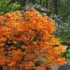 Andrew J. Boike Alabama Flame Native Azalea Azalea - 3 Gallon Pot -Garden Plants Shop rhododendron austrinum andrew j boike native azalea 10