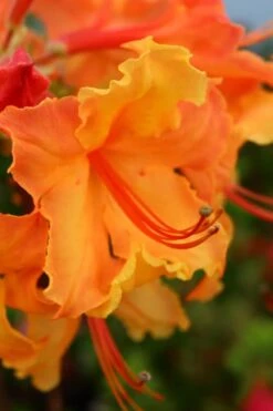 Andrew J. Boike Alabama Flame Native Azalea Azalea - 3 Gallon Pot -Garden Plants Shop rhododendron austrinum andrew j boike native azalea 3