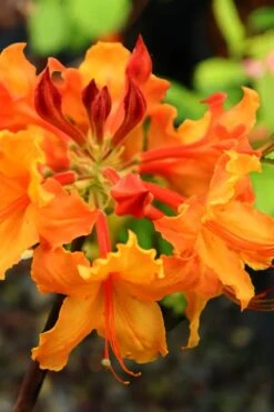 Andrew J. Boike Alabama Flame Native Azalea Azalea - 3 Gallon Pot -Garden Plants Shop rhododendron austrinum andrew j boike native azalea 5