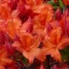 Mooshatanio Native Azalea (Rhododendron X Austrinum) - 1 Gallon Pot -Garden Plants Shop rhododendron austrinum mooshatanio native azalea 1