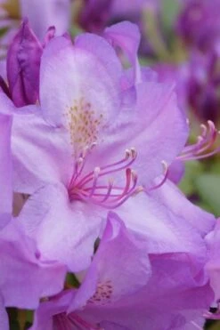 Boursault Catawba Rhododendron - 1 Gallon Pot -Garden Plants Shop rhododendron boursault 3