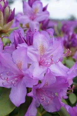 Boursault Catawba Rhododendron - 1 Gallon Pot -Garden Plants Shop rhododendron boursault 4