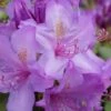 Boursault Catawba Rhododendron - 1 Gallon Pot -Garden Plants Shop rhododendron boursault 5