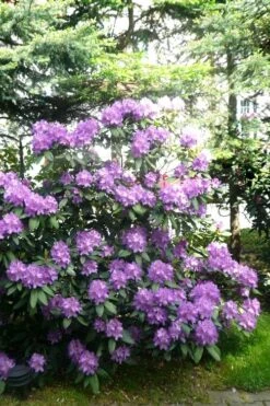 Boursault Catawba Rhododendron - 1 Gallon Pot -Garden Plants Shop rhododendron boursault 6
