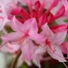 Candy Striper Native Azalea - Rhododendron Canescens - 3 Gallon Pot -Garden Plants Shop rhododendron candy striper native azalea 10