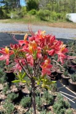 Cotton Candy Native Azalea (Rhododendron) - 3 Gallon Pot 14 Cotton Candy Native Azalea (Rhododendron) - 3 Gallon Pot -Garden Plants Shop rhododendron cotton candy native azalea 1