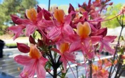 Cotton Candy Native Azalea (Rhododendron) - 3 Gallon Pot 15 Cotton Candy Native Azalea (Rhododendron) - 3 Gallon Pot -Garden Plants Shop rhododendron cotton candy native azalea 5