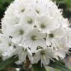 Milky Way Rhododendron - 2 Gallon Pot -Garden Plants Shop rhododendron diversipilosum milky way 1