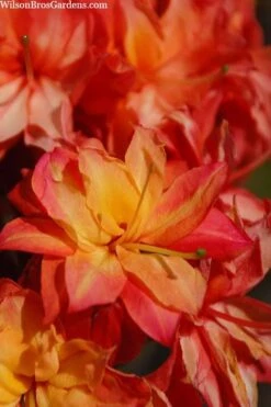 Father Ryan Oconee Native Azalea - 3 Gallon Pot -Garden Plants Shop rhododendron flammeum father ryan 7