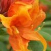 Golden Eagle Azalea (Rhododendron) - 3 Gallon Pot -Garden Plants Shop rhododendron golden eagle azalea 2