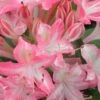 Ribbon Candy Swamp Azalea (Rhododendron Viscosum) - 1 Gallon Pot -Garden Plants Shop rhododendron viscosum ribbon candy swamp azalea 2 2