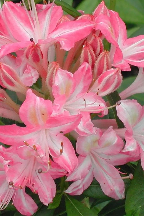 Ribbon Candy Swamp Azalea (Rhododendron Viscosum) - 3 Gallon Pot 3 Ribbon Candy Swamp Azalea (Rhododendron Viscosum) - 3 Gallon Pot