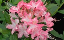 Ribbon Candy Swamp Azalea (Rhododendron Viscosum) - 1 Gallon Pot -Garden Plants Shop rhododendron viscosum ribbon candy swamp azalea 3 2