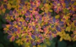 Ribbon Candy Swamp Azalea (Rhododendron Viscosum) - 2 Gallon Pot -Garden Plants Shop rhododendron viscosum swamp azalea 3 1