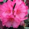 Wine And Roses Rhododendron - 5 Gallon Pot -Garden Plants Shop rhododendron wine and roses 12