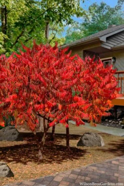 Staghorn Sumac (Rhus Typhina) - 1 Gallon Pot 14 Staghorn Sumac (Rhus Typhina) - 1 Gallon Pot -Garden Plants Shop rhus typhina staghorn sumac 10