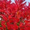 Staghorn Sumac (Rhus Typhina) - 1 Gallon Pot -Garden Plants Shop rhus typhina staghorn sumac 11