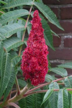 Staghorn Sumac (Rhus Typhina) - 1 Gallon Pot 16 Staghorn Sumac (Rhus Typhina) - 1 Gallon Pot -Garden Plants Shop rhus typhina staghorn sumac 2