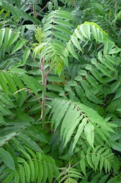 Staghorn Sumac (Rhus Typhina) - 1 Gallon Pot 15 Staghorn Sumac (Rhus Typhina) - 1 Gallon Pot -Garden Plants Shop rhus typhina staghorn sumac 3