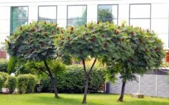 Staghorn Sumac (Rhus Typhina) - 1 Gallon Pot 13 Staghorn Sumac (Rhus Typhina) - 1 Gallon Pot -Garden Plants Shop rhus typhina staghorn sumac 5