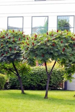 Staghorn Sumac (Rhus Typhina) - 1 Gallon Pot 17 Staghorn Sumac (Rhus Typhina) - 1 Gallon Pot -Garden Plants Shop rhus typhina staghorn sumac 7