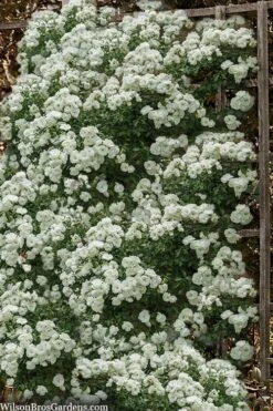 Lady Banks White Rose - 5 Gallon Pot -Garden Plants Shop rosa banksiea alba plena white lady banks rose