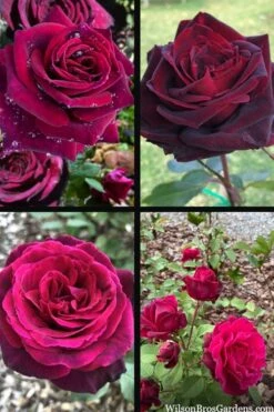 Crimson Knight Brindabella Rose - 2 Gallon Pot -Garden Plants Shop rosa crimson knight brindabella rose 2
