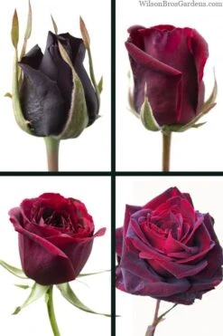 Crimson Knight Brindabella Rose - 2 Gallon Pot -Garden Plants Shop rosa crimson knight brindabella rose 3