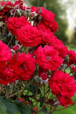 Oh My! Floribunda Tree Rose - 7 Gallon Pot -Garden Plants Shop rosa oh my floribunda rose 2
