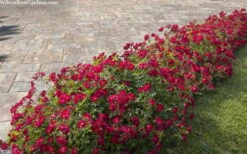 Red Drift Groundcover Rose - 1 Gallon Pot -Garden Plants Shop rosa red drift dwarf rose 100