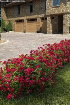 Red Drift Groundcover Rose - 1 Gallon Pot -Garden Plants Shop rosa red drift dwarf rose 101