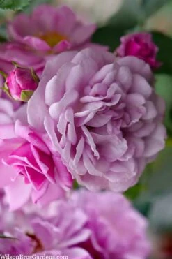 Rise Up 'Lilac Days' Rose - 2 Gallon Pot -Garden Plants Shop rosa rise up lilac days rose 1