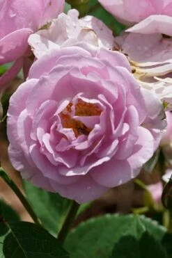 Rise Up 'Lilac Days' Rose - 2 Gallon Pot -Garden Plants Shop rosa rise up lilac days rose 2