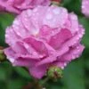 Rise Up 'Lilac Days' Rose - 2 Gallon Pot