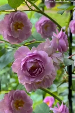Rise Up 'Lilac Days' Rose - 2 Gallon Pot -Garden Plants Shop rosa rise up lilac days rose 5