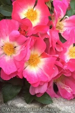 Pink Drift Groundcover Rose - 1 Gallon Pot -Garden Plants Shop rose pink drift 11