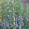 Gorizia Barbecue Skewers Rosemary - 1 Gallon Pot -Garden Plants Shop rosmarinus officinalis gorizia rosemary 2