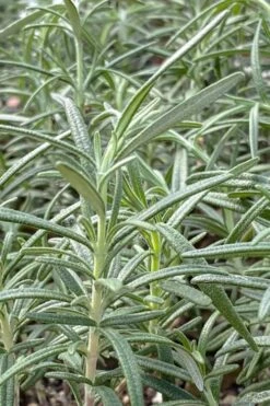 Gorizia Barbecue Skewers Rosemary - 1 Gallon Pot -Garden Plants Shop rosmarinus officinalis gorizia rosemary 6