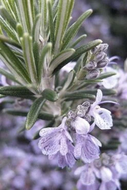 Gorizia Barbecue Skewers Rosemary - 1 Gallon Pot -Garden Plants Shop rosmarinus officinalis gorizia rosemary 7