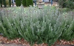 Gorizia Barbecue Skewers Rosemary - 1 Gallon Pot -Garden Plants Shop rosmarinus officinalis gorizia rosemary 8