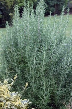 Salem Rosemary - 5 Pack Of Quart Pots