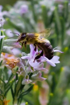 Salem Rosemary - 5 Pack Of Quart Pots -Garden Plants Shop rosmarinus officinalis salem rosemary 6